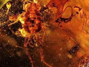 Imagen de la cucaracha en ámbar hallada en el Líbano