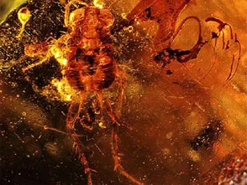 Imagen de la cucaracha en ámbar hallada en el Líbano Imagen de la cucaracha en ámbar hallada en el Líbano