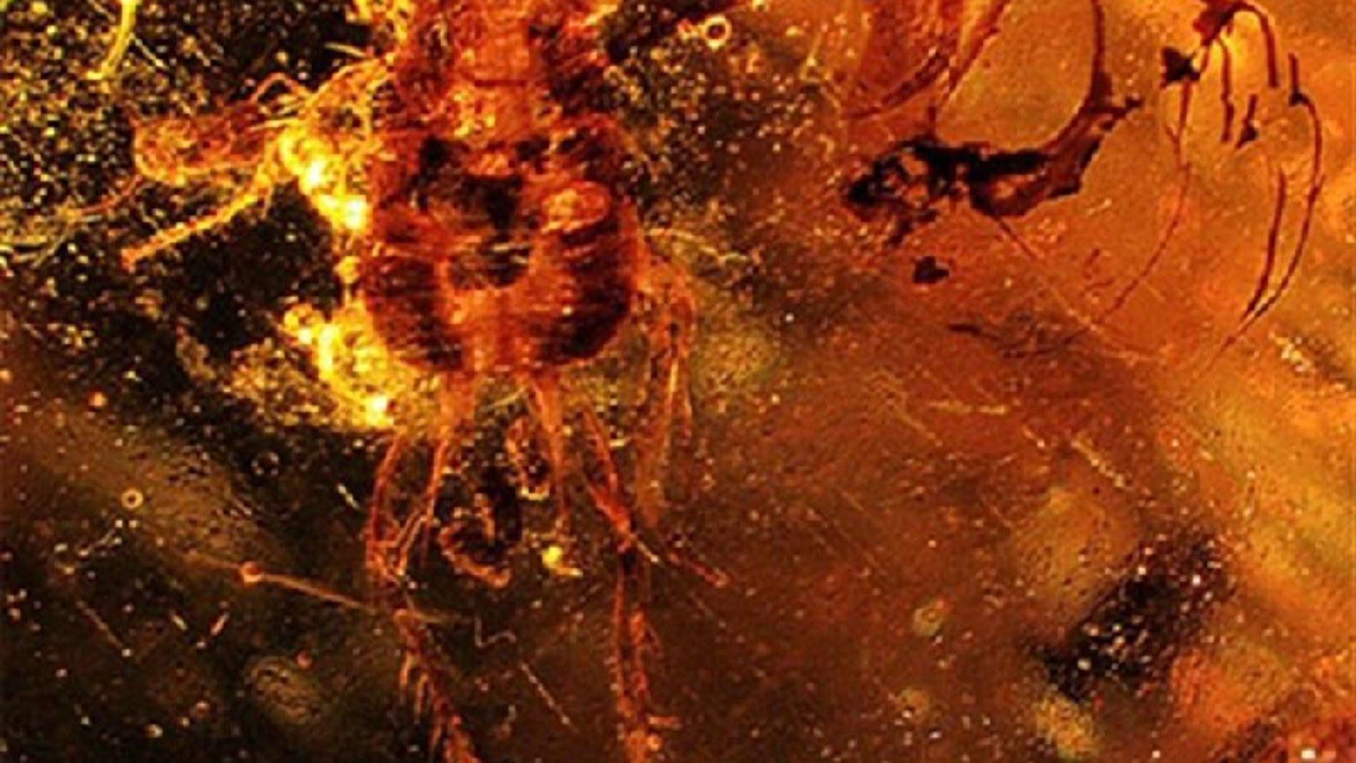Imagen de la cucaracha en ámbar hallada en el Líbano