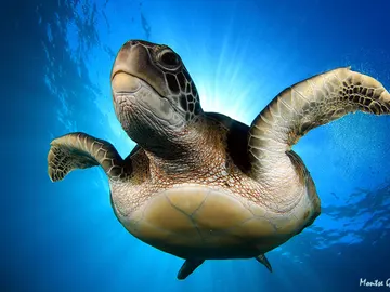 Tortuga verde Tortuga verde