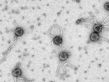 El nuevo virus Tsamsa El nuevo virus Tsamsa