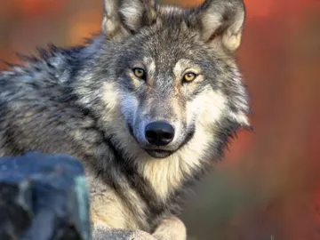 Lobo Lobo