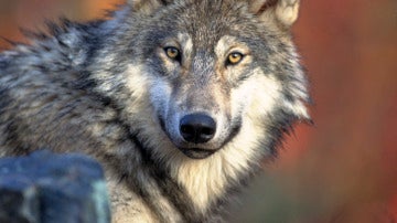 Lobo