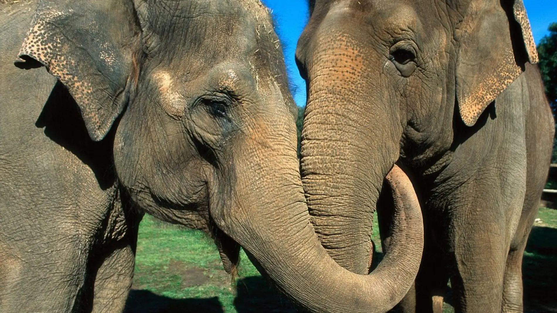 Muestras de consuelo entre elefantes