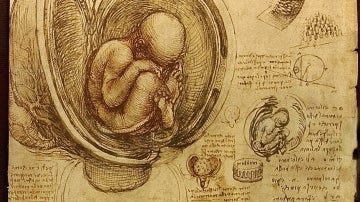 Estudios de embriones, por Leonardo da Vinci