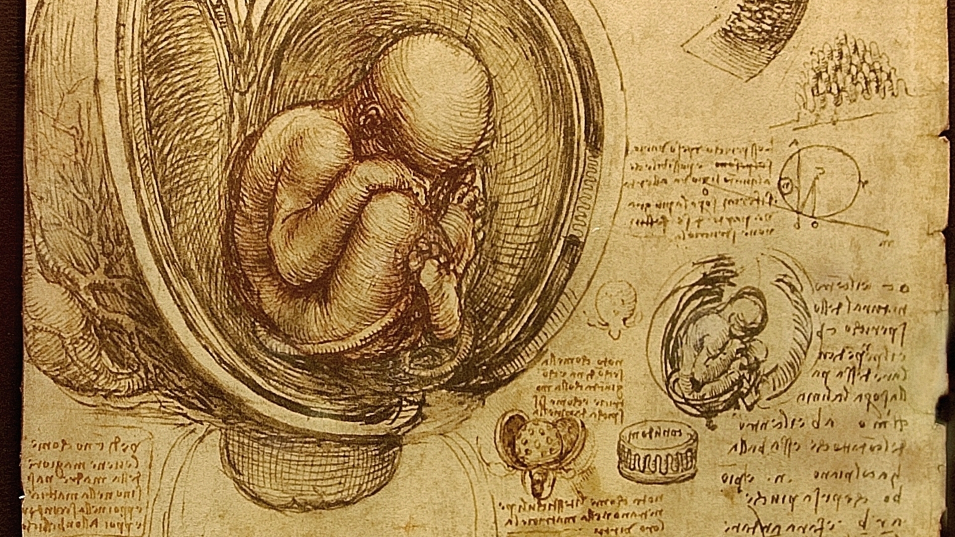 Estudios de embriones, por Leonardo da Vinci