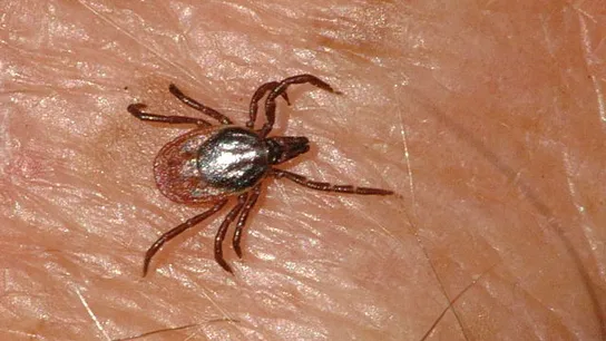 Imagen de archivo de una garrapata Imagen de archivo de una garrapata