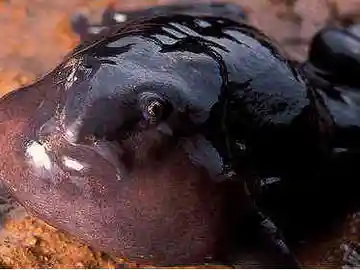 Rana púrpura Rana púrpura