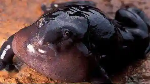 Rana púrpura Rana púrpura