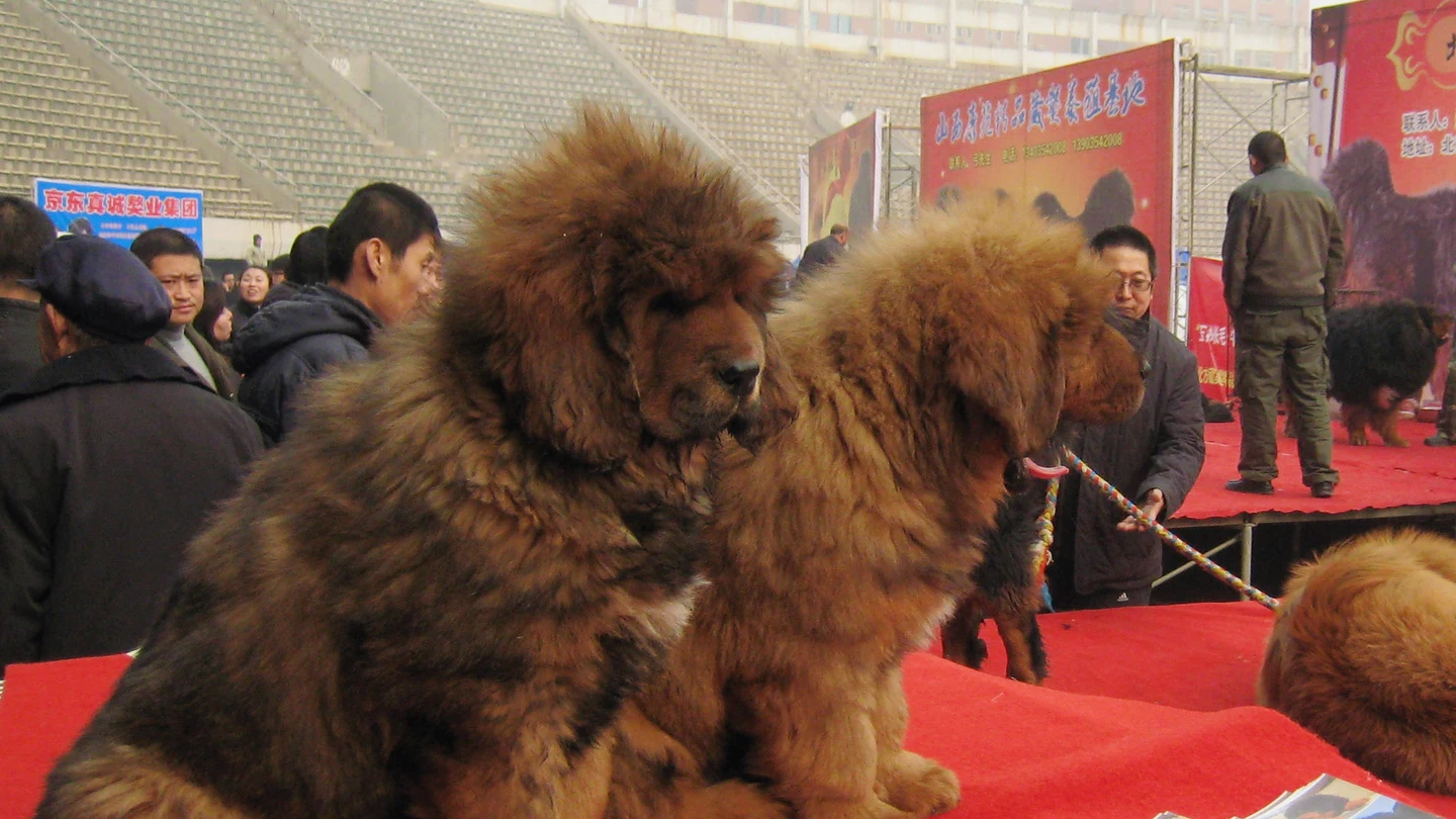 Mastines del Tíbet en una feria canina Mastines del Tíbet en una feria canina