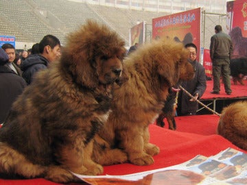 Mastines del Tíbet en una feria canina Mastines del Tíbet en una feria canina