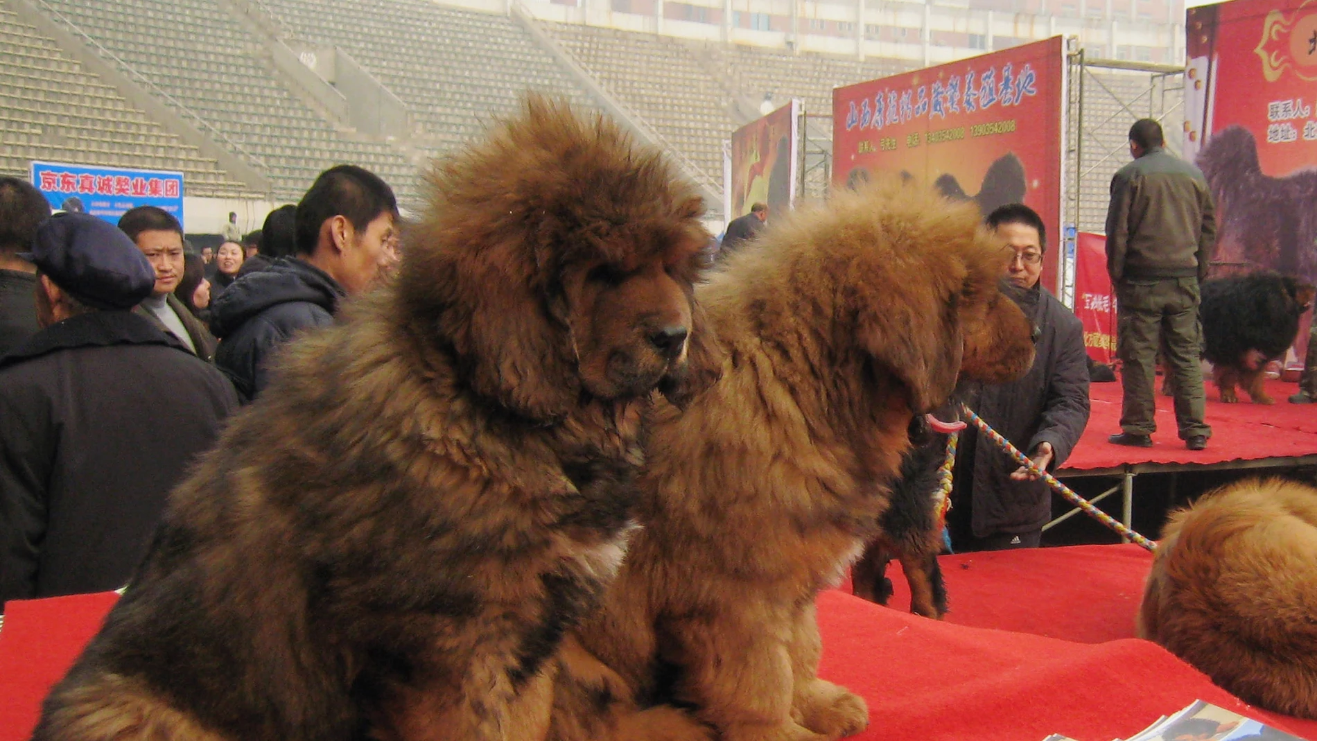 Mastines del Tíbet en una feria canina
