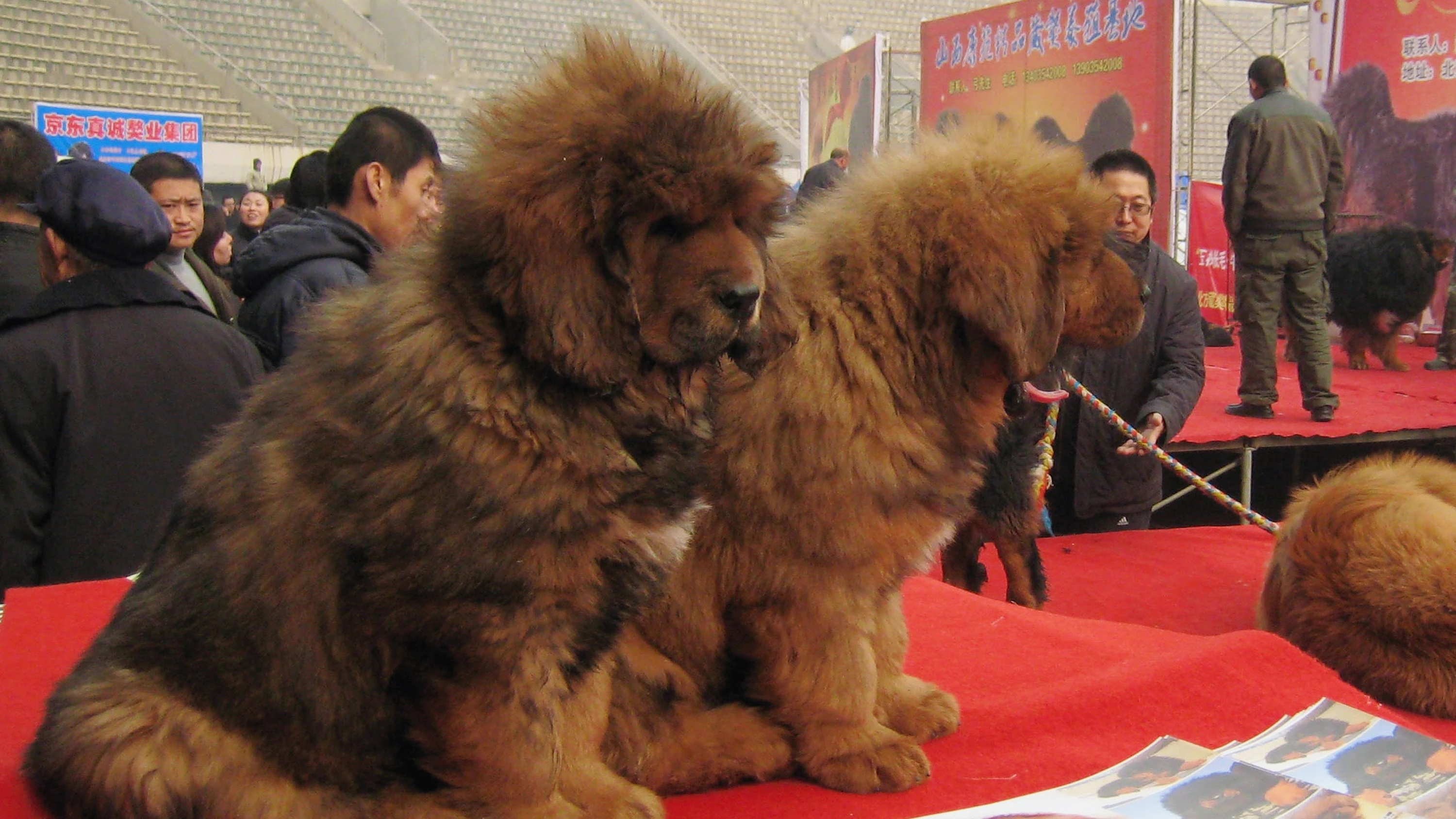 Mastines del Tíbet en una feria canina