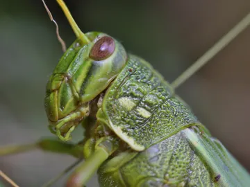 Grillo Grillo