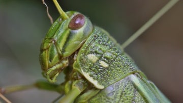 Grillo