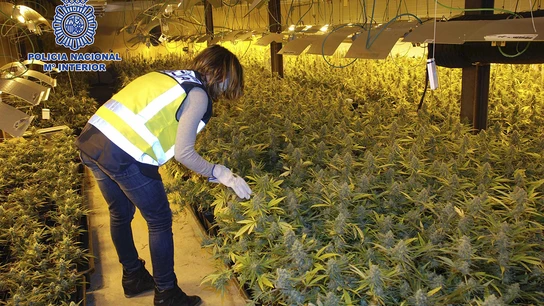 Nave habilitada para la producción industrial de marihuana donde se han intervenido más de 2.300 plantas Nave habilitada para la producción industrial de marihuana donde se han intervenido más de 2.300 plantas