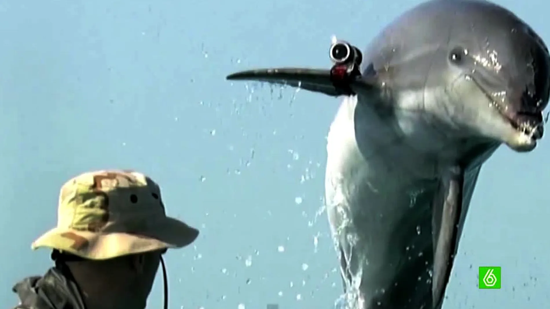 Delfín espía