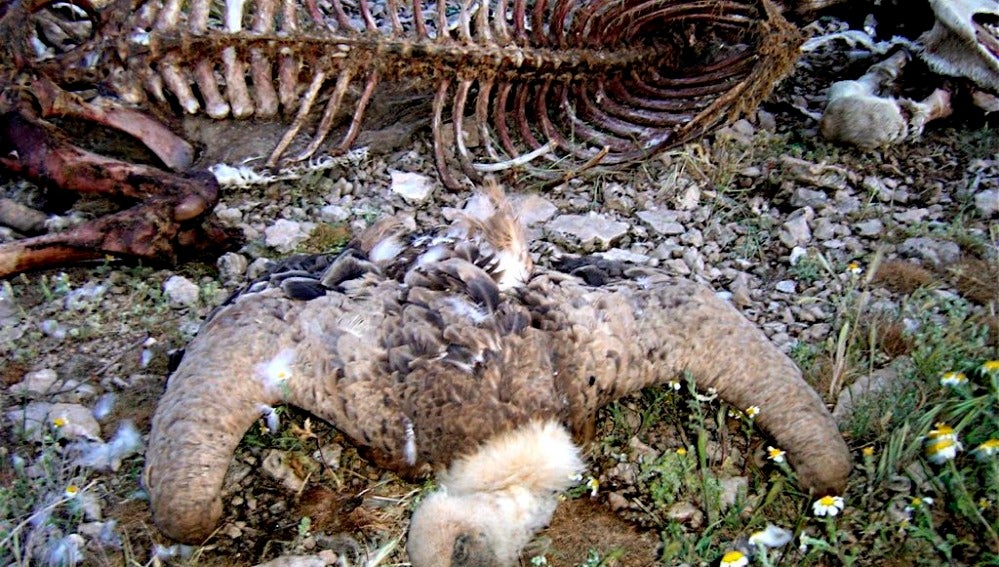 Imagen de archivo de un buitre leonado muerto en la zona de Caravaca de la Cruz