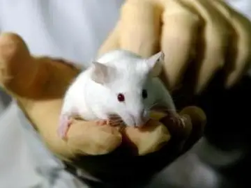 Ratón de laboratorio Ratón de laboratorio