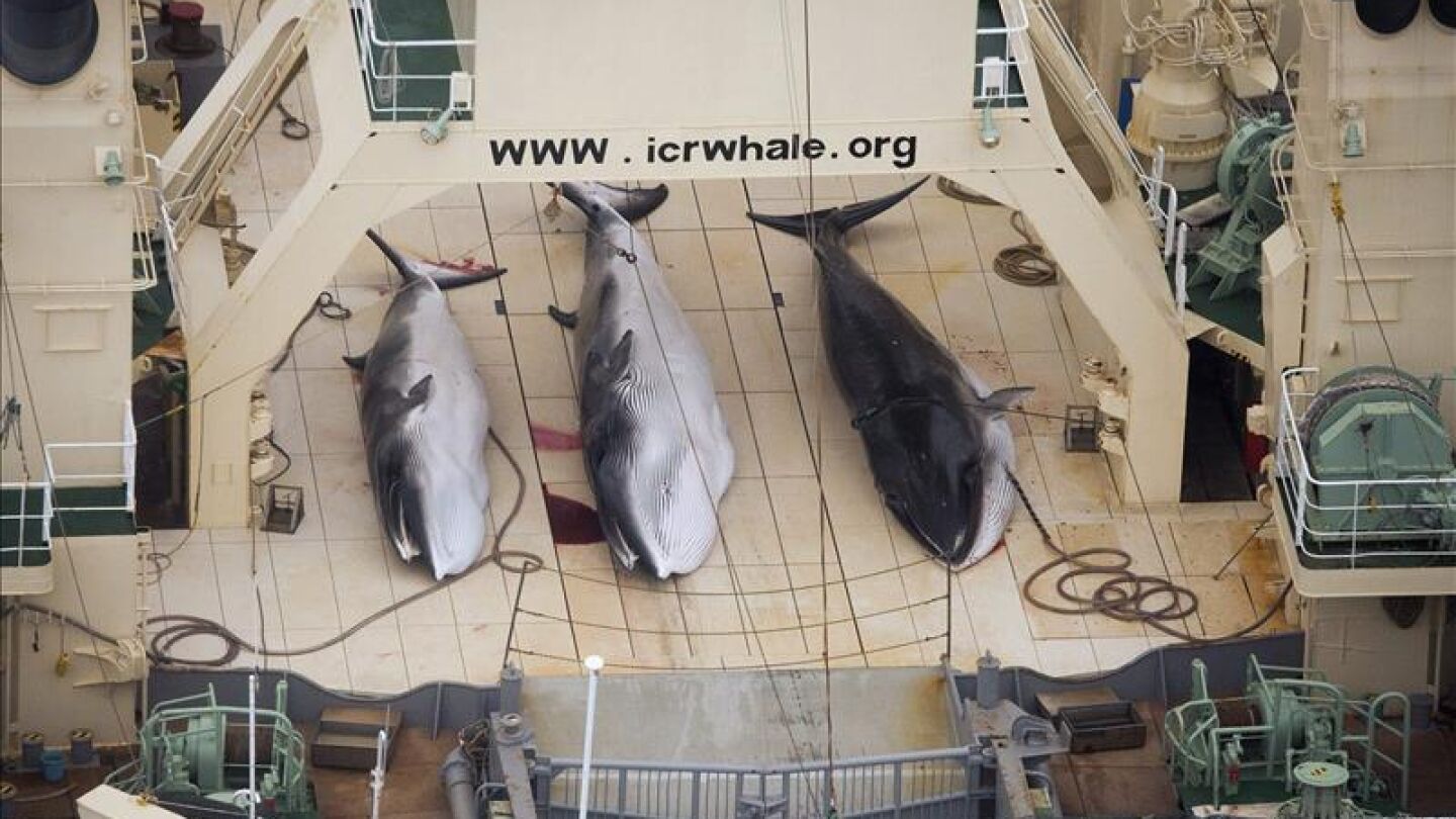 Ballenas cazadas por Jap&oacute;n 