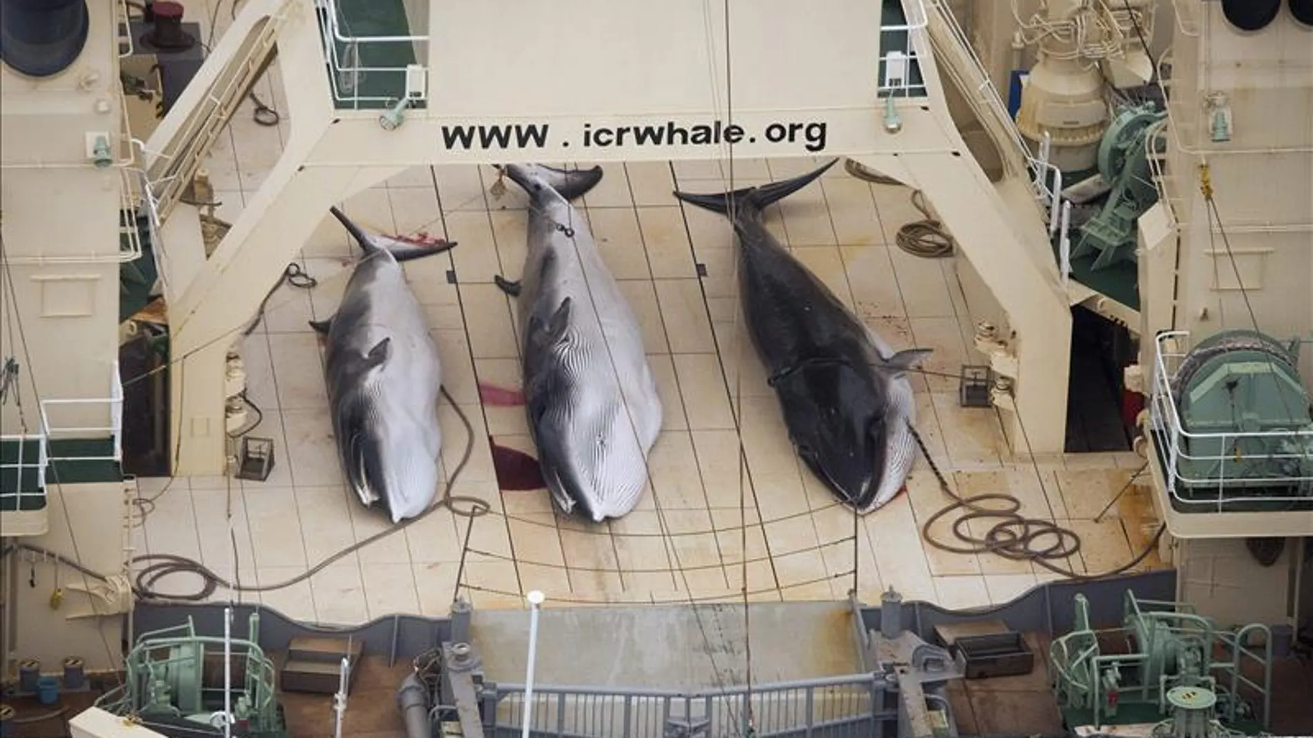 Ballenas cazadas por Japón 