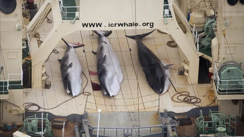 Ballenas cazadas por Japón 