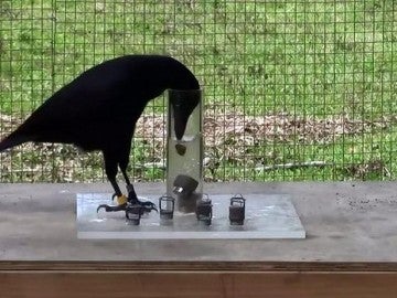 Estos cuervos usan principios de física básica para resolver problemas