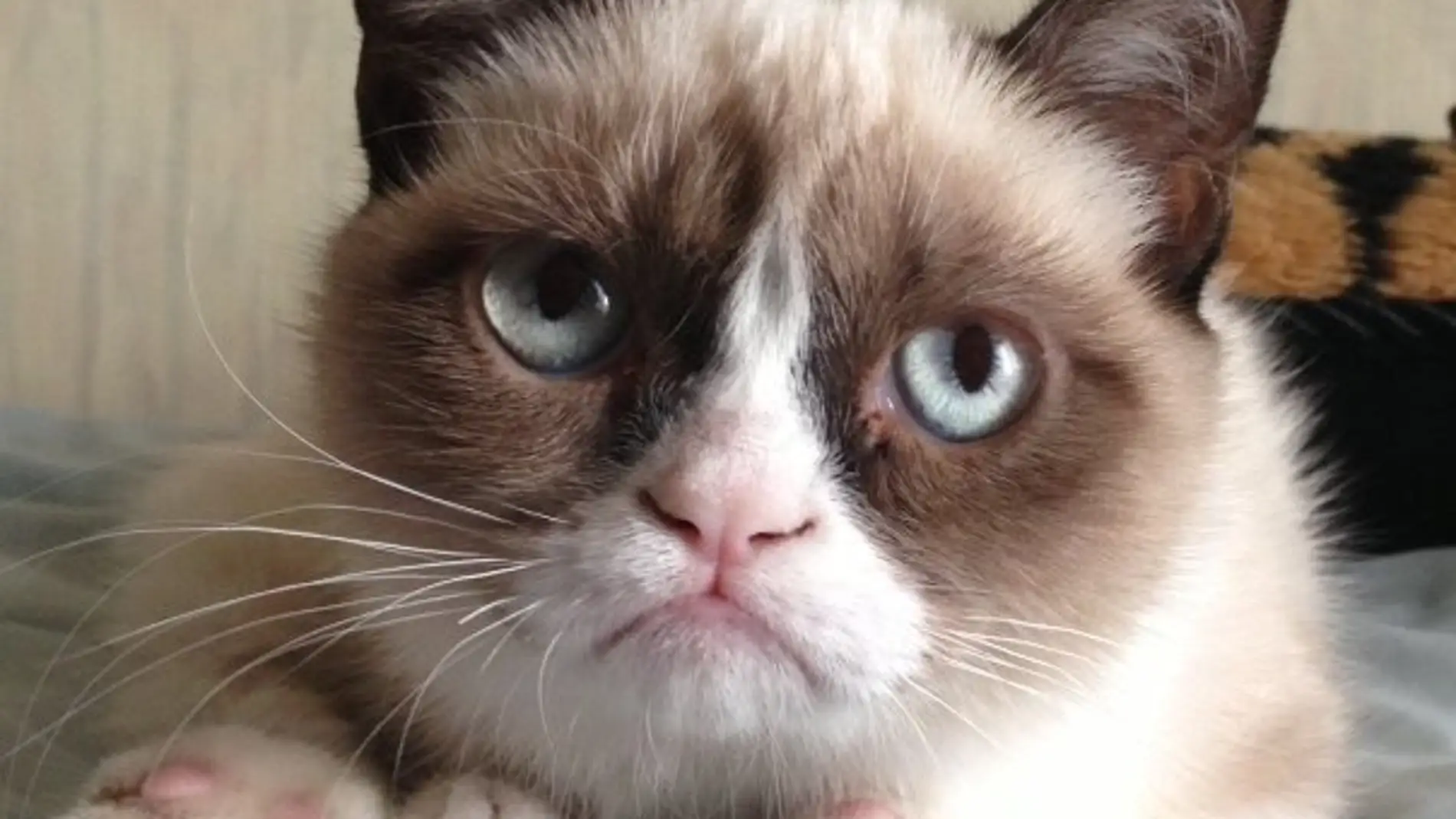 Grumpy cat,un fenómeno en internet