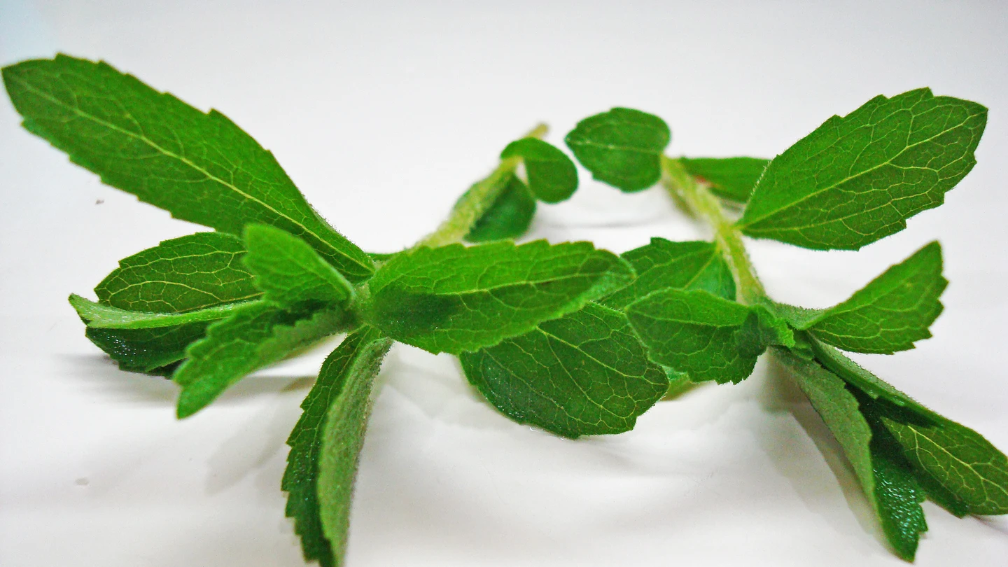Hojas de estevia. Hojas de estevia.