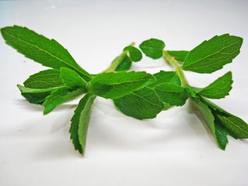 Hojas de estevia. Hojas de estevia.