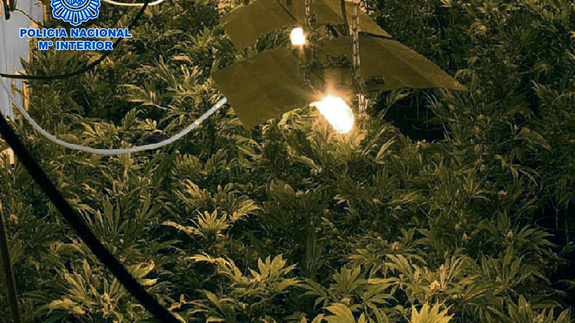 En la imagen, facilitada por la Policía Nacional, un cultivo de marihuana desmantelado