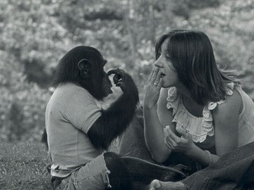 Nim Chimpsky, el chimpancé al que criaron como un humano
