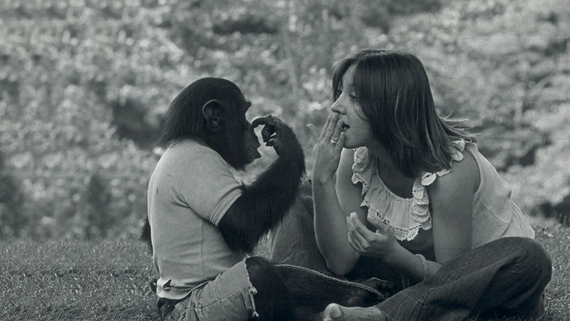 Nim Chimpsky, el chimpancé al que criaron como un humano