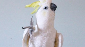 Cacatúa Snowball