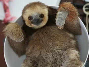 Por la P... Perezoso como animal de compañía Por la P... Perezoso como animal de compañía