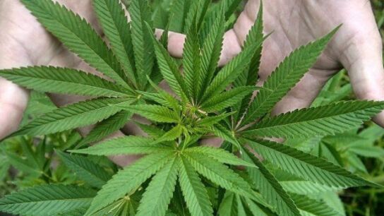 Hojas de marihuana