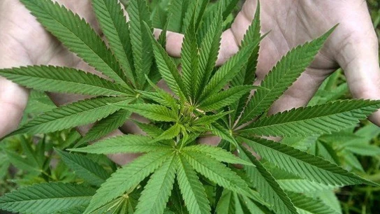 Hojas de marihuana Hojas de marihuana