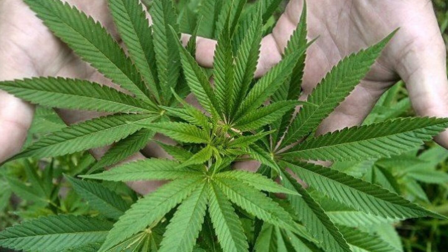 Hojas de marihuana
