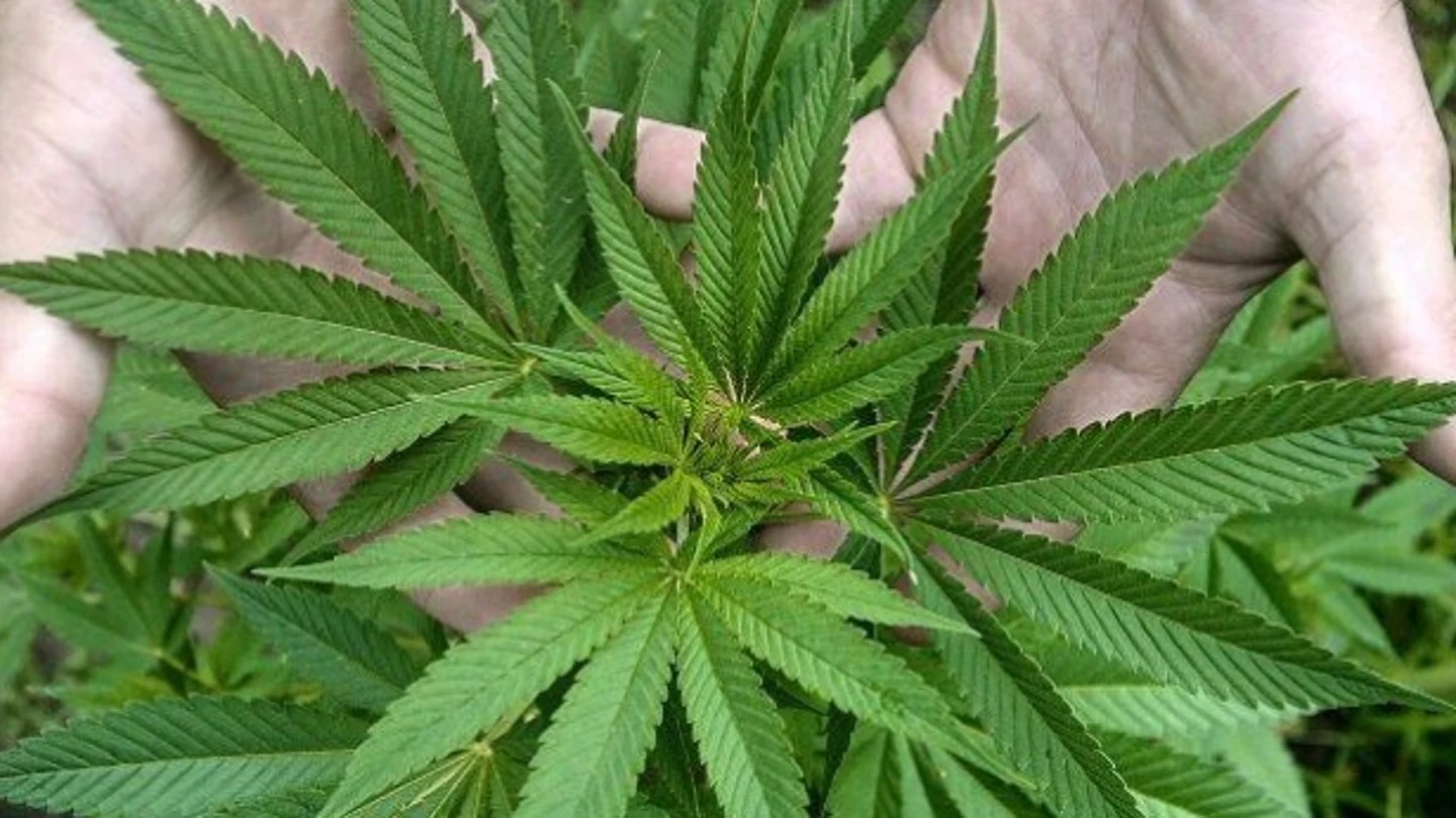 Hojas de marihuana Hojas de marihuana