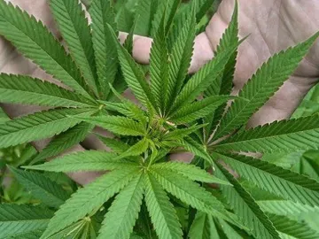 Hojas de marihuana Hojas de marihuana