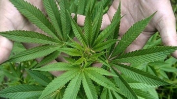 Hojas de marihuana