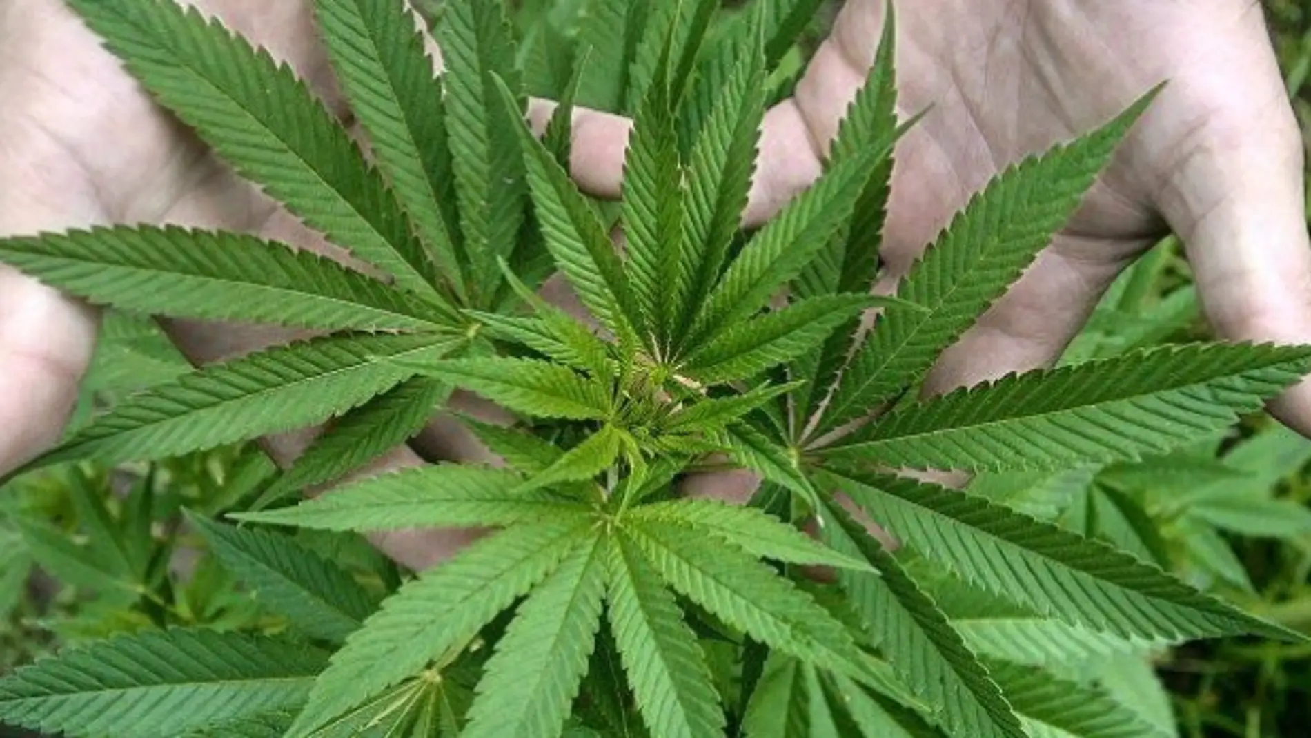 Lo que sabemos sobre la marihuana