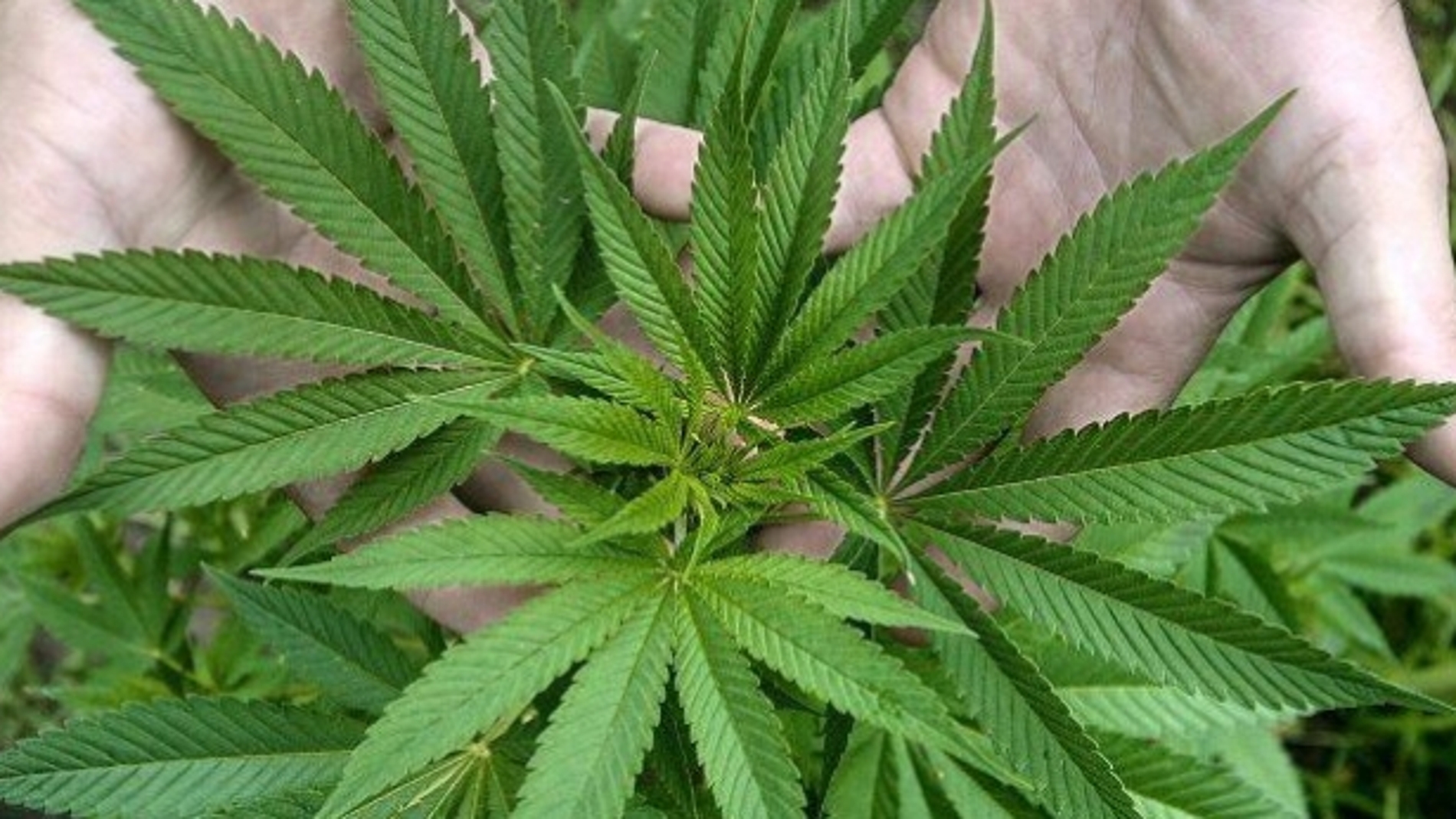 Hojas de marihuana