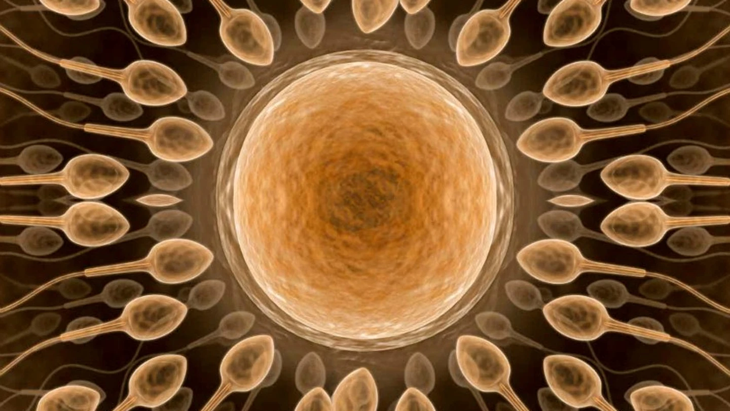 Espermatozoides en torno a un óvulo Espermatozoides en torno a un óvulo