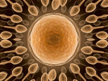 Espermatozoides en torno a un óvulo Espermatozoides en torno a un óvulo