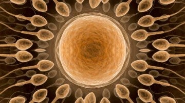 Espermatozoides en torno a un óvulo