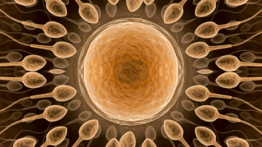 Espermatozoides en torno a un óvulo Espermatozoides en torno a un óvulo
