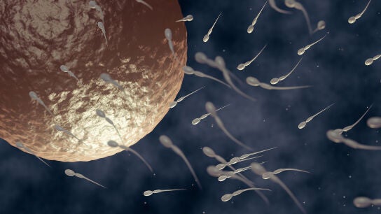 Espermatozoides en busca del &oacute;vulo.