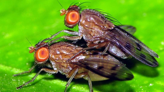 Dos moscas de la fruta apareándose. Dos moscas de la fruta apareándose.