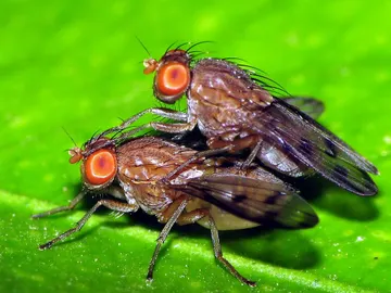 Dos moscas de la fruta apareándose. Dos moscas de la fruta apareándose.